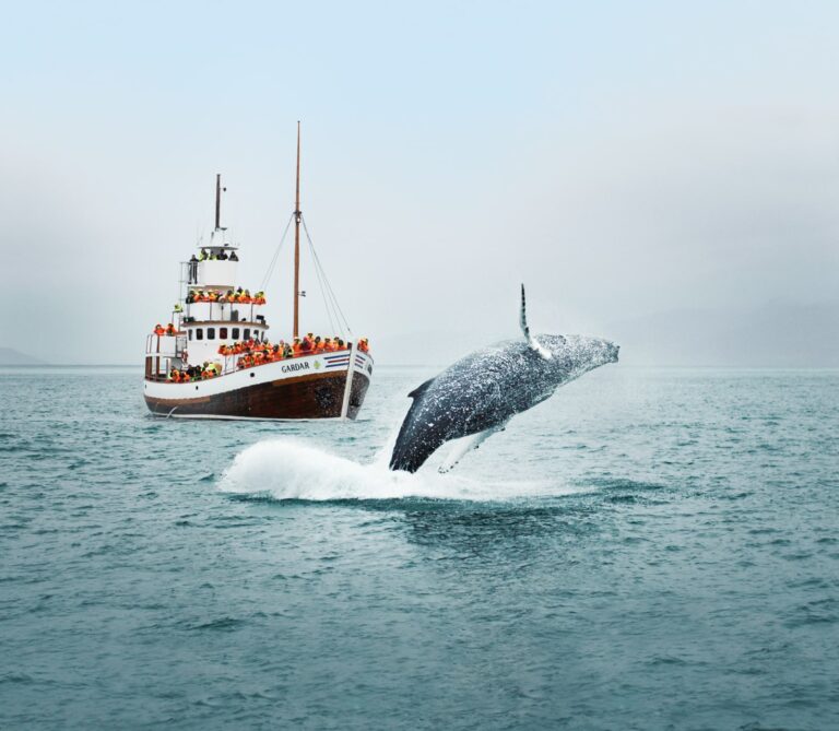 Husavik Whale Watching 12 768x669 1