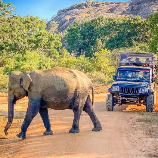 Yala Park safari Sri Lanka